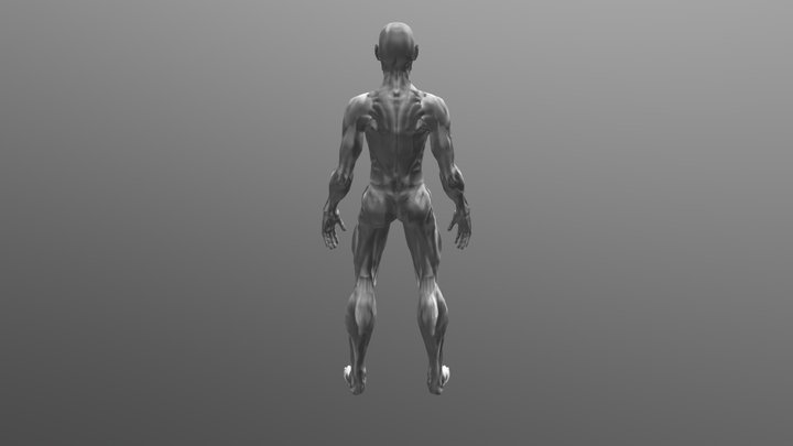 Modelo Anatomico 3D Model