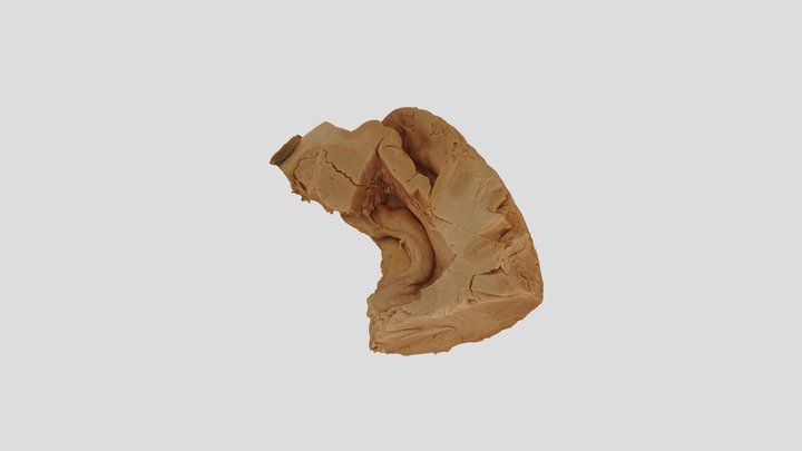 hippocampus 3D Model