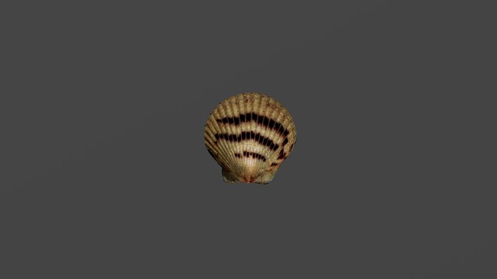 Sea Shell 1 - Metashape Photogrammetry 3D Model