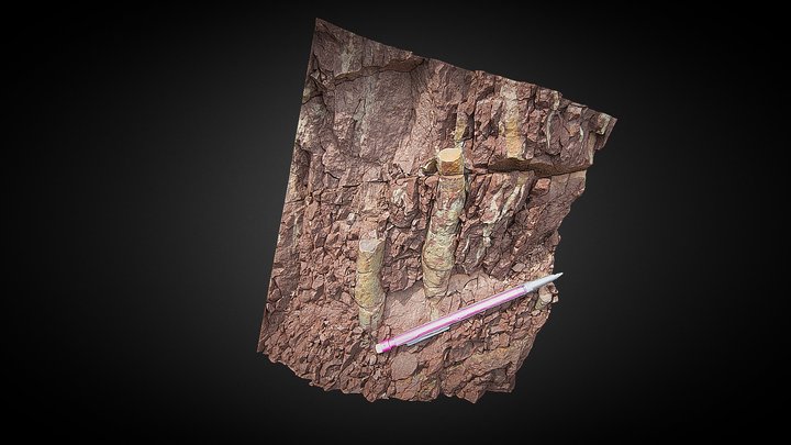 Geology - Burrows in the Hampshire Formation 3D Model