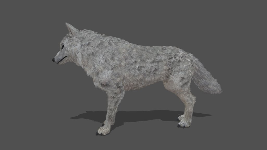 Animated Wolf – 3D Animal Model