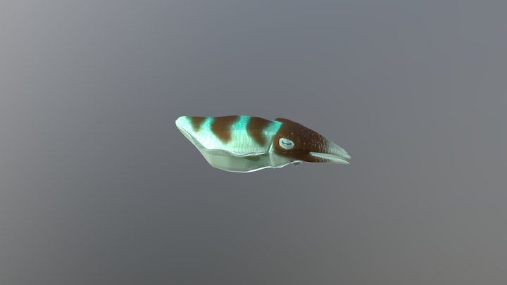 Chocolate mint cuttlefish 3D Model