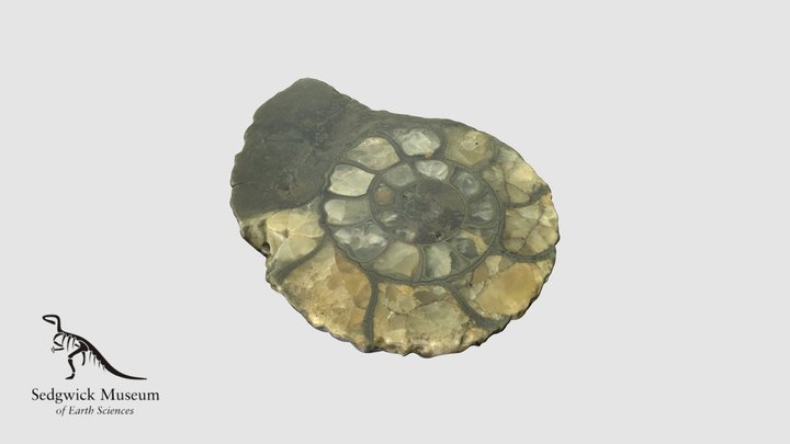 EduF127b Pyritised Ammonite