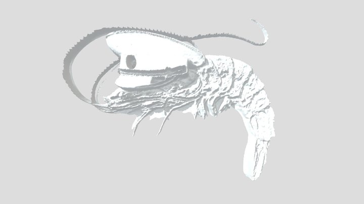 Communist Shrimp
