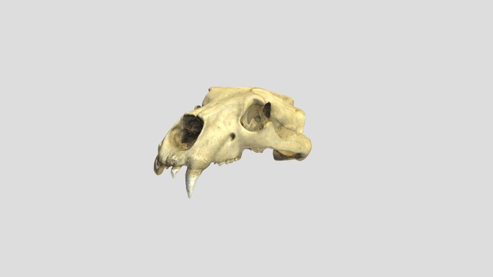 Ursus_maritimus_U_NML-VZ_1963_173_86 3D Model