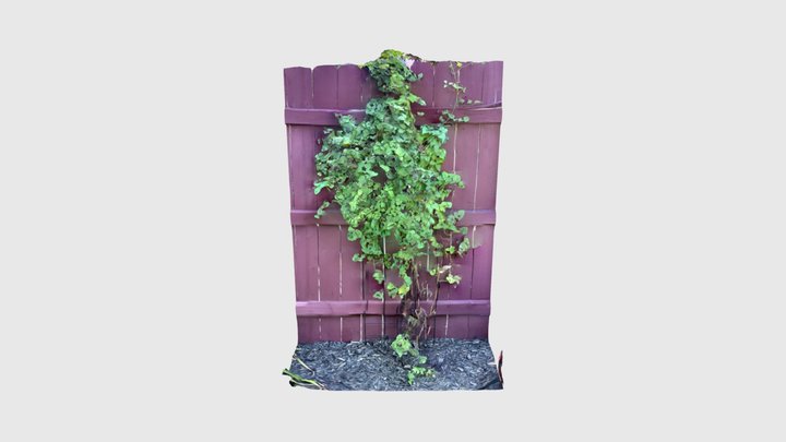 Garden, wall plant 3D Model