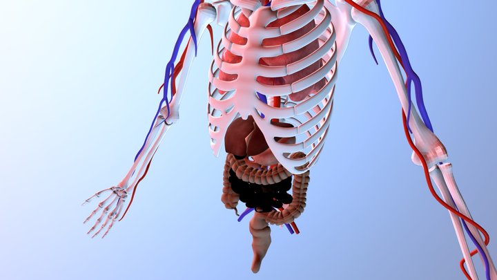 Half of Human Body 3D Model