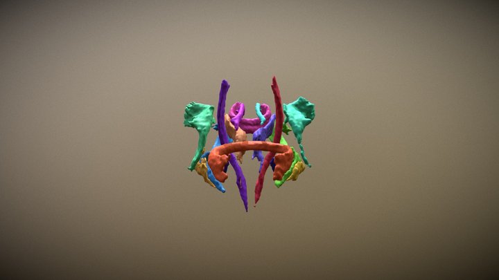 White Matter Tracts 3D Model