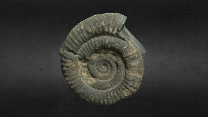 Ammonite Scan 3D Model