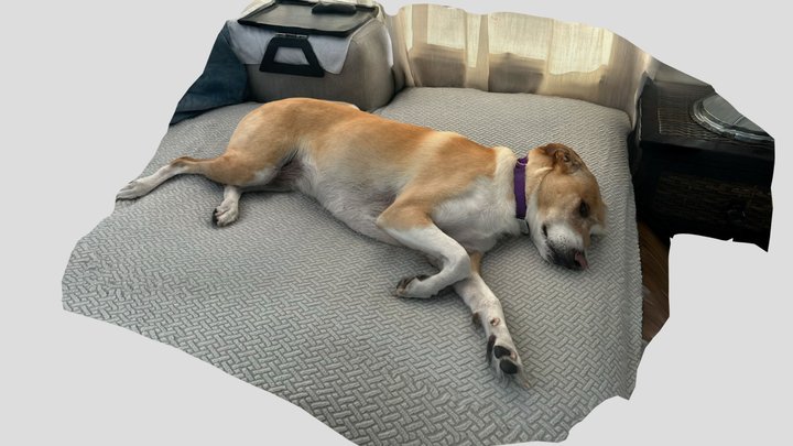 My Dog is took a nap 3D Model