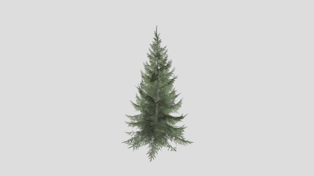 Tree Sprucesiberian A1