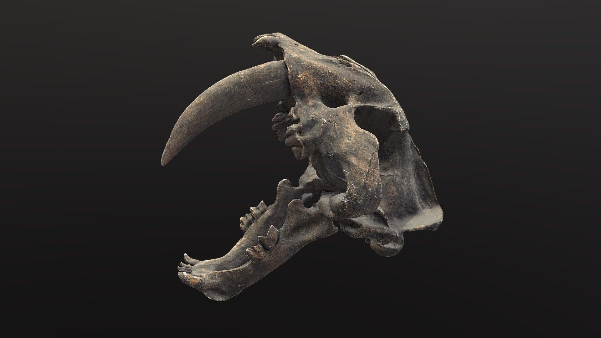 Smilodon Skull - 3D model by 4DRealism [4bd3f82] - Sketchfab