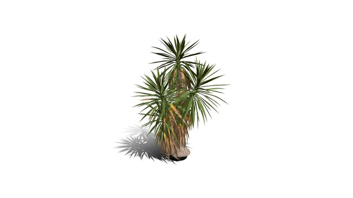 Realistic HD Spineless yucca (27/30) 3D Model