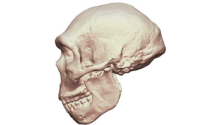 Petralona Complete Skull Reconstruction 3D Model