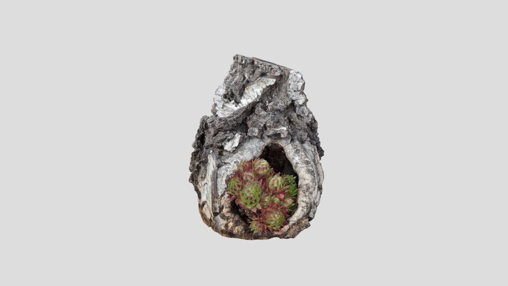 8K Photogrammetry: Birch Bark & Sempervivum