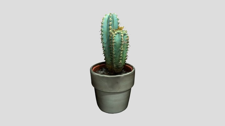 Cactus 3D Model