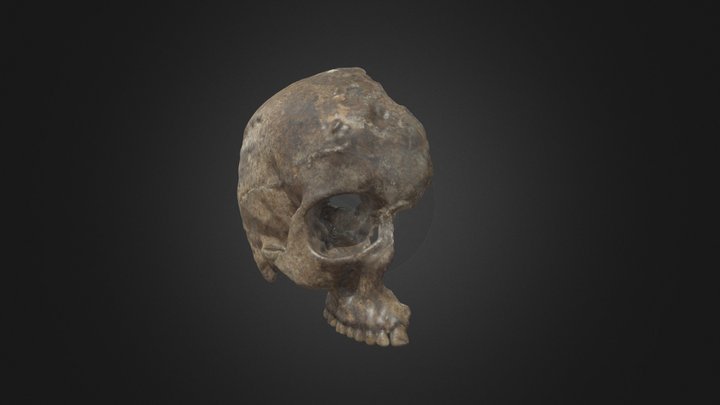 Bronze Age Cranium 3D Model
