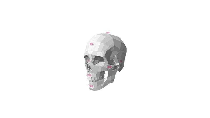 头骨结构概括分解 3D Model