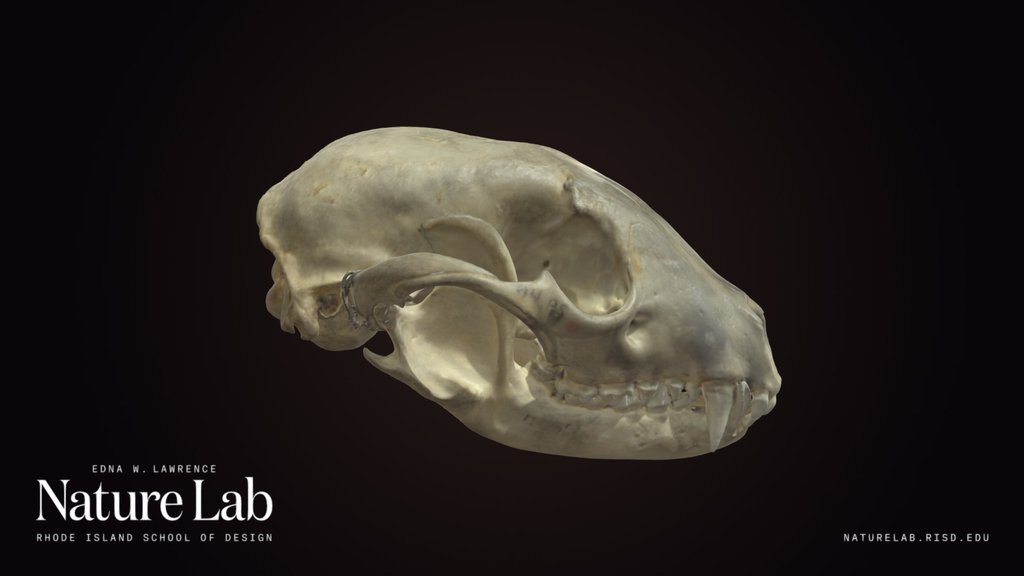 Raccoon Skull