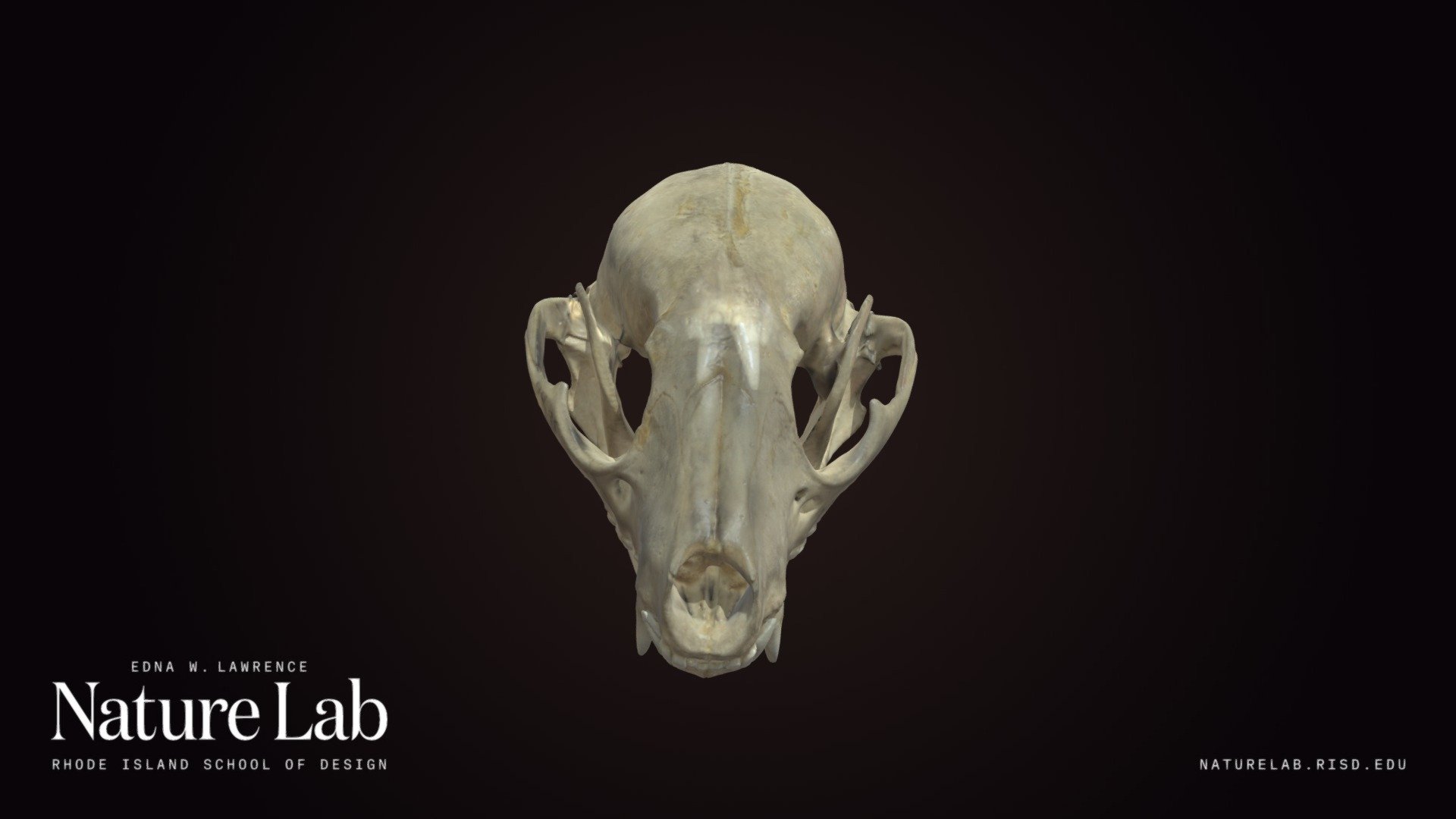 Raccoon Skull - Download Free 3D model by RISD Nature Lab