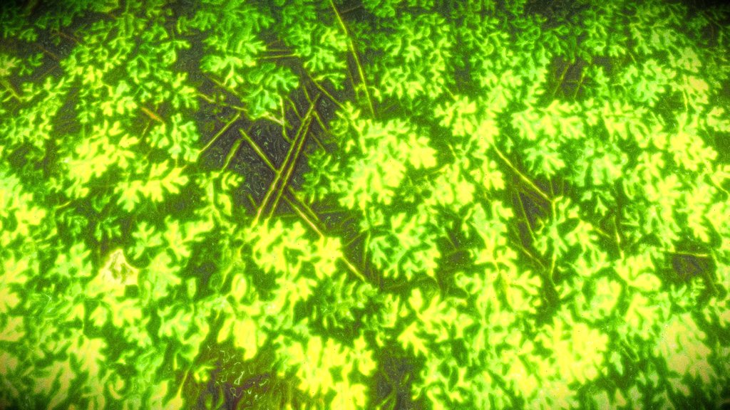 Grass_Tex_HDRP_Mobile Free