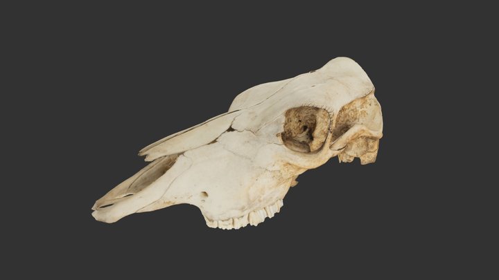 Cattle (Bos taurus) 3D Model