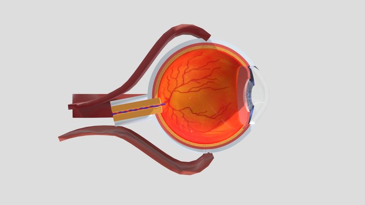 Cross Section of Eye - Anatomy 3D Model