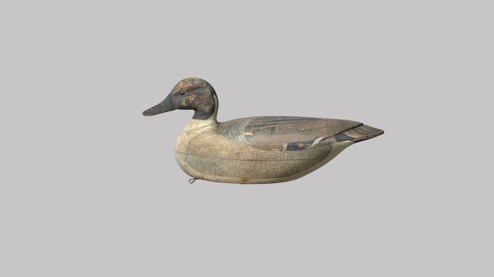 PINTAIL 3D Model