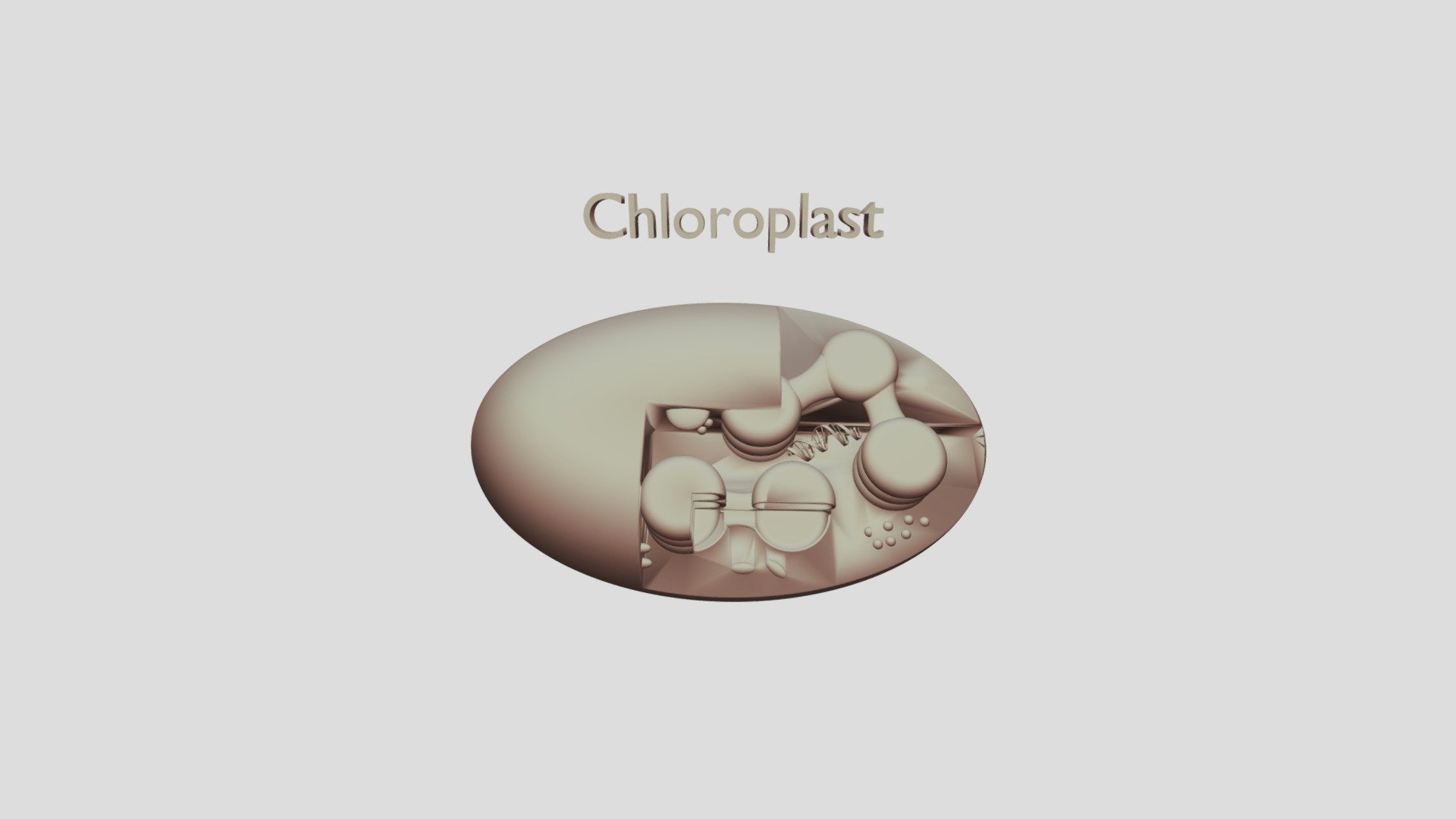 Chloroplast