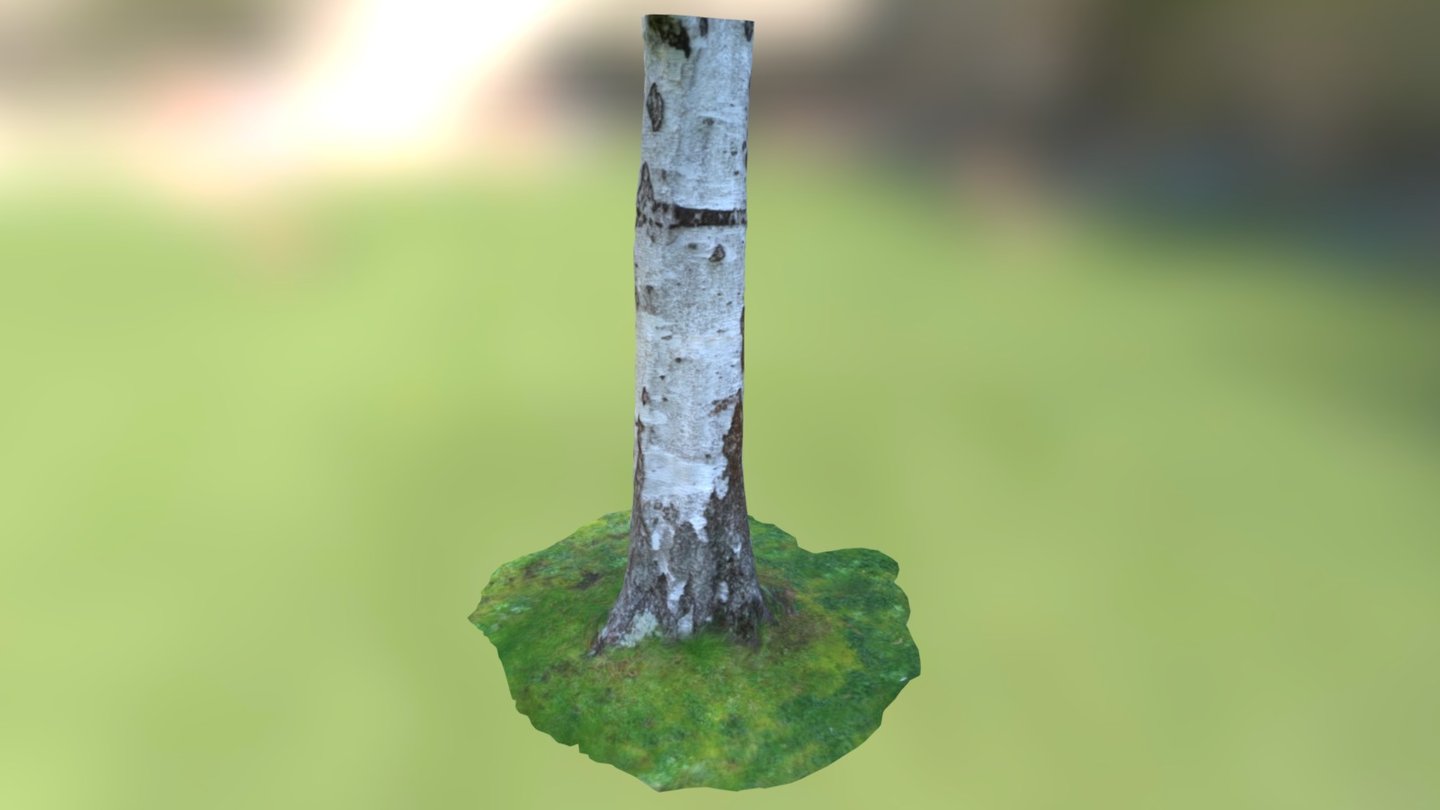 birch_trunk2