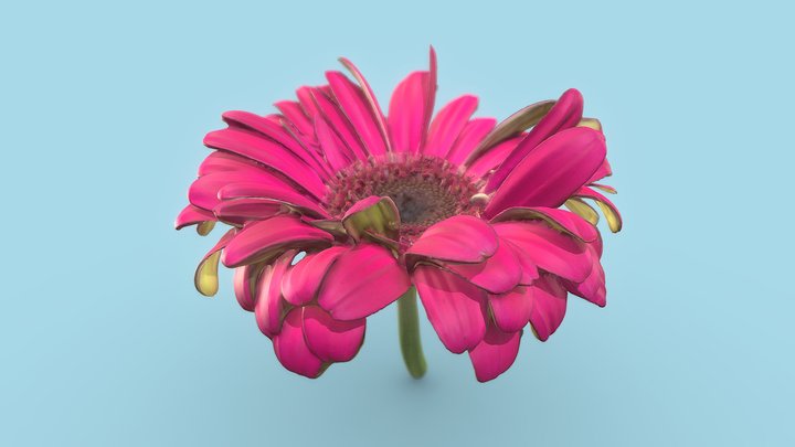 Purple Flower 3D Model