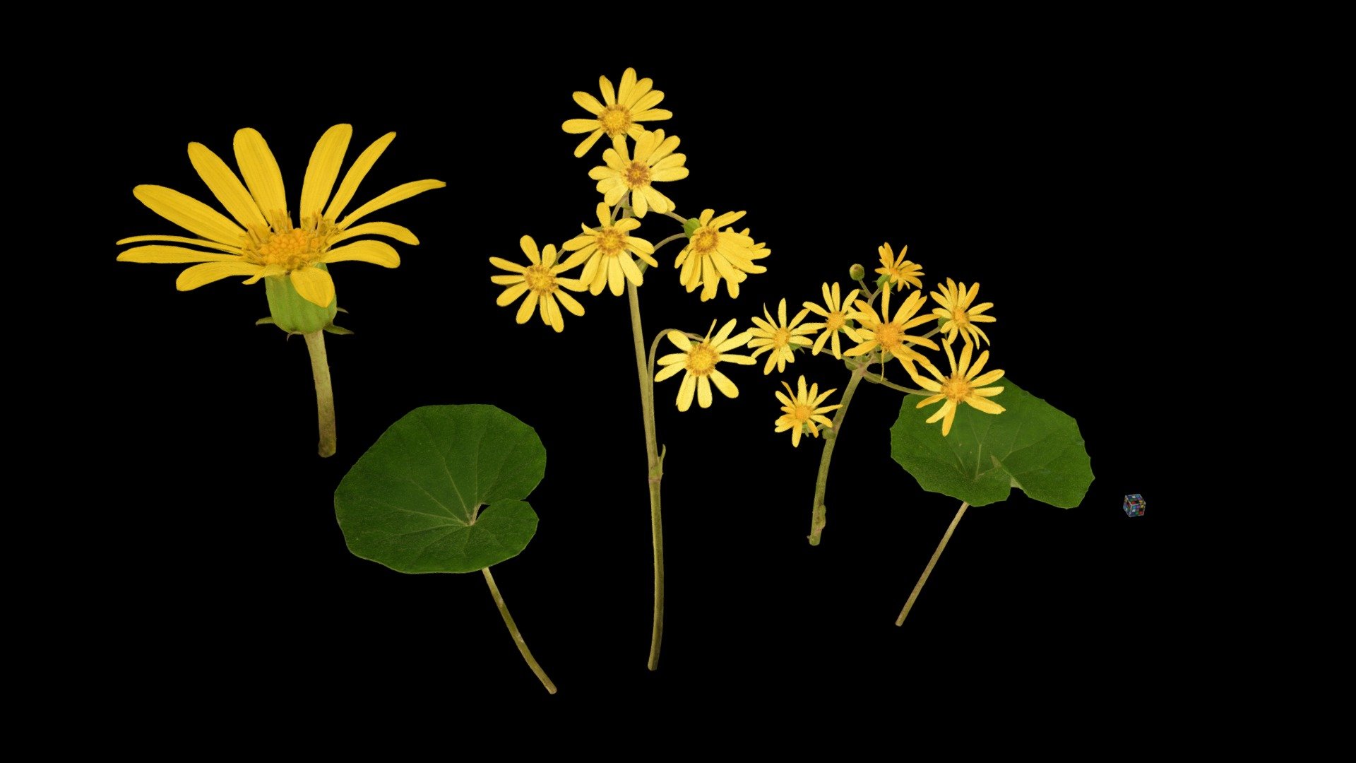 CC0 ツワブキ Green Leopard Plant, F. japonicum - Download Free 3D