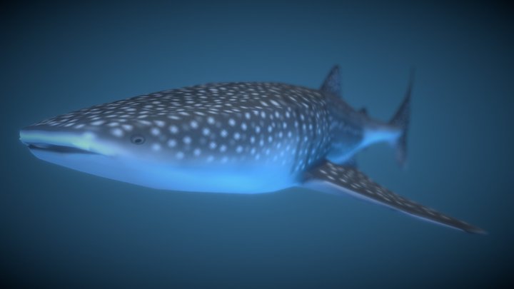 Whale Shark 3D Model