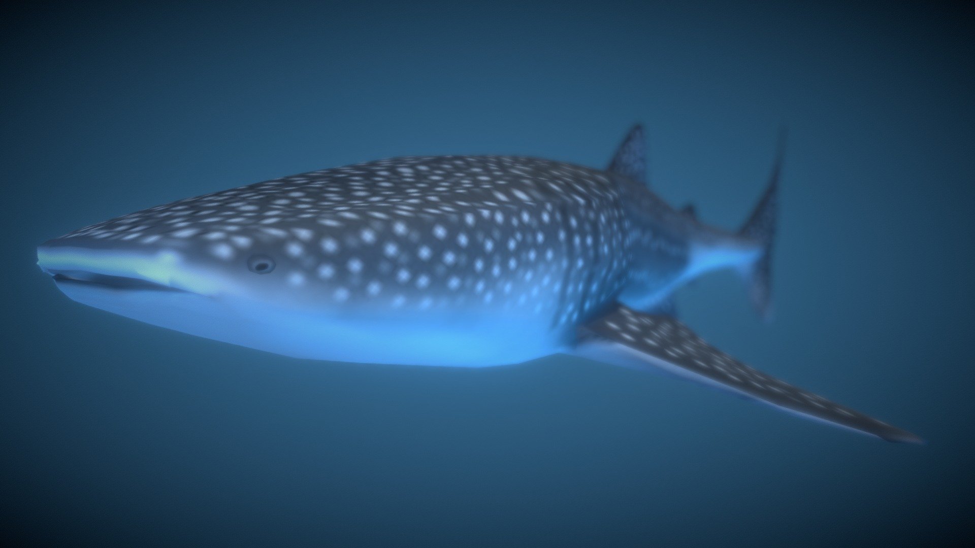 Whale Shark - 3D model by CatfishYAY [4c11322] - Sketchfab