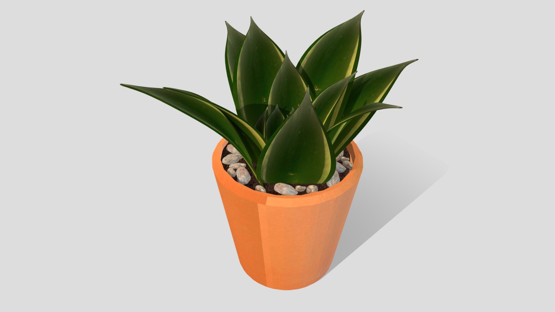 Agave Attenuata Potted Plant- Abigail Walling