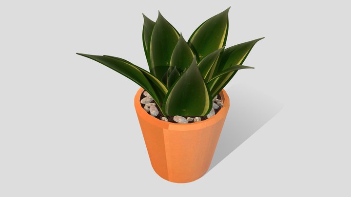 Agave Attenuata Potted Plant- Abigail Walling 3D Model