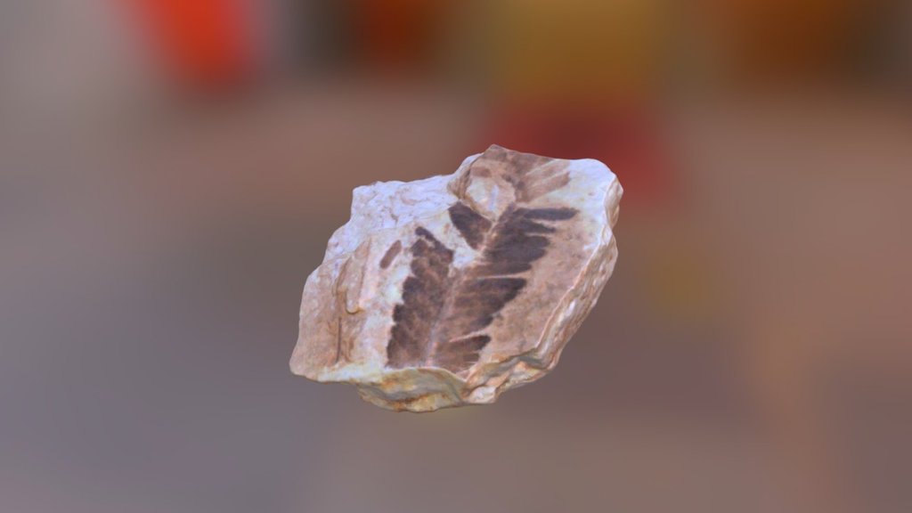 Plant Fossil - 3D model by yidong.guan [4c126a2] - Sketchfab