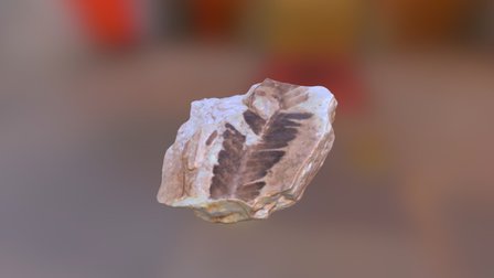 Plant Fossil 3D Model