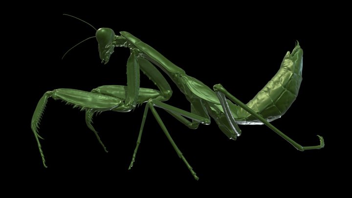 Mantis religiosa - CT Scan 3D Model