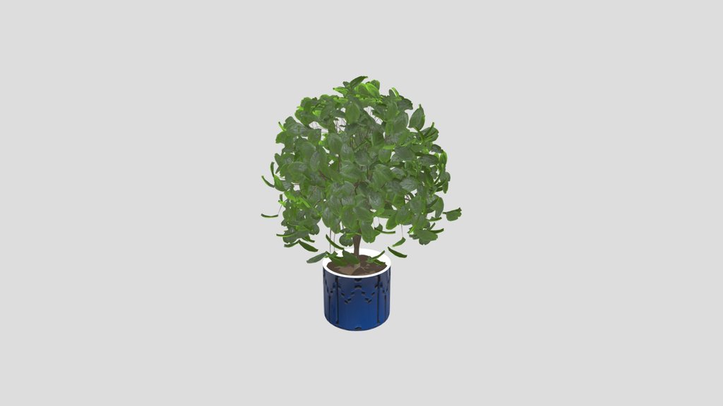 Autumn Plant