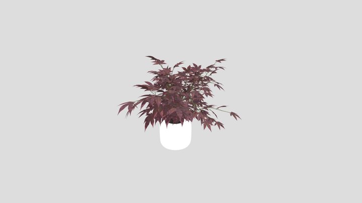 Japanese Maple Bonsai – Free 3D Model STL