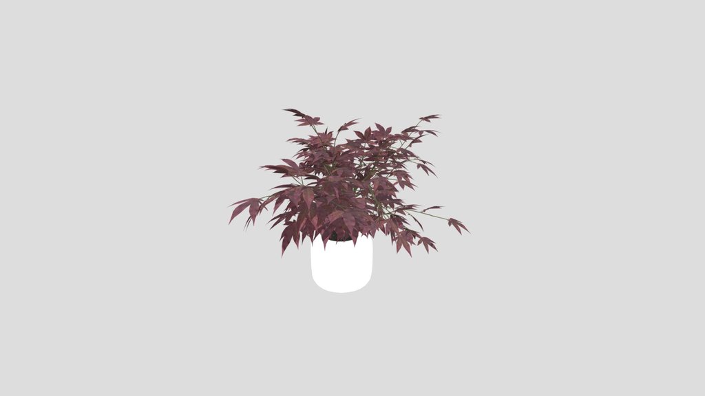 Japanese Maple Bonsai