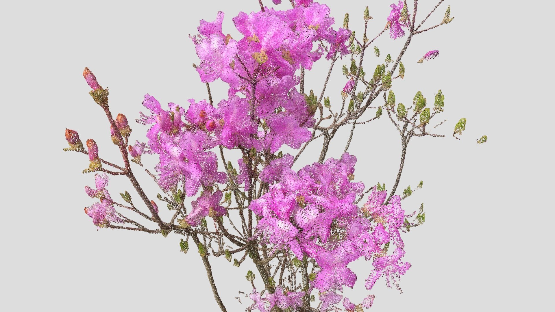 ミツバツツジ (Rhododendron dilatatum) - 3D model by YamaguchiDP