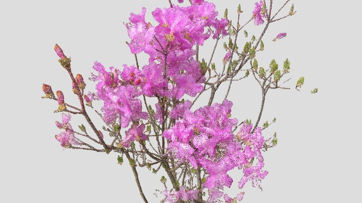 ミツバツツジ (Rhododendron dilatatum) 3D Model