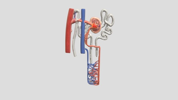 Нефрон. Nephron 3D Model