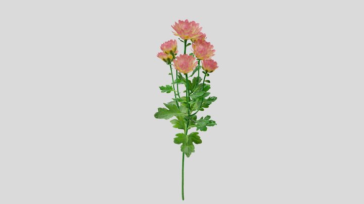 Chrysanthemum pink yellow 3D Model