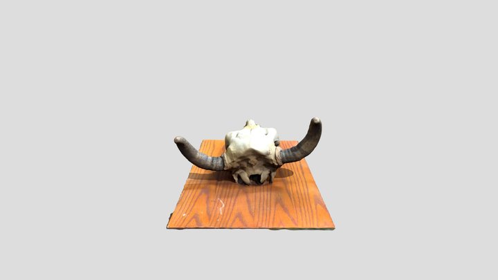 Steer Skull 3D Model