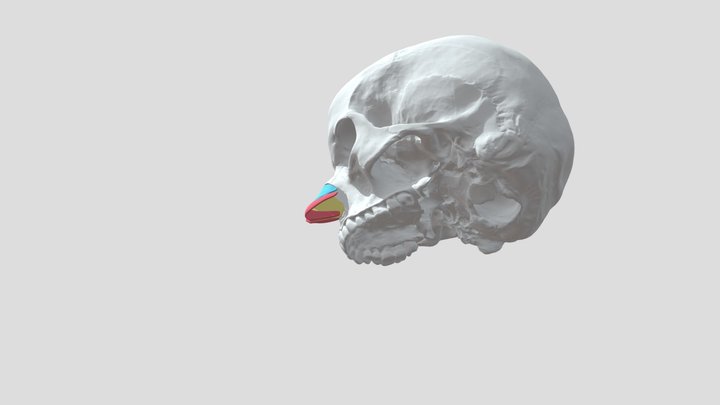 cartilagos nariz modificada - version3 3D Model