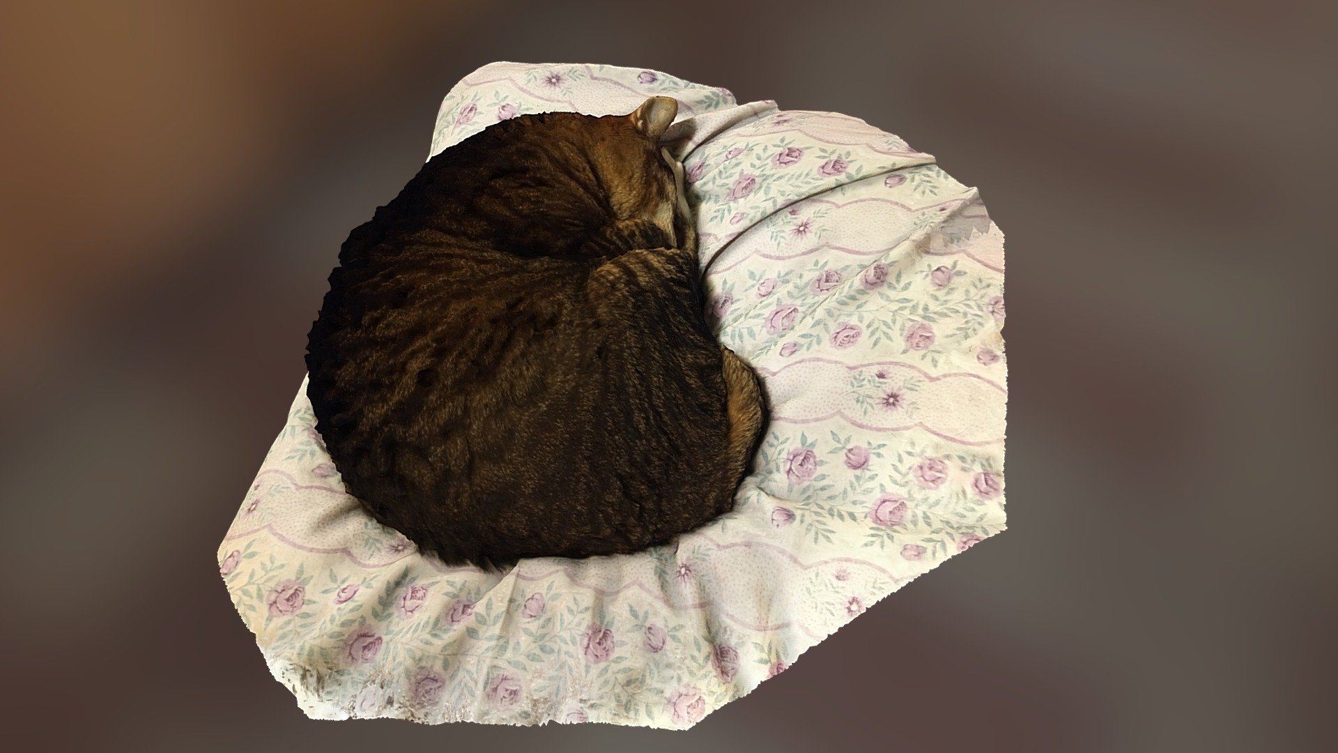Cat (Take 2)