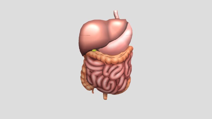 Human Organs 3D Model